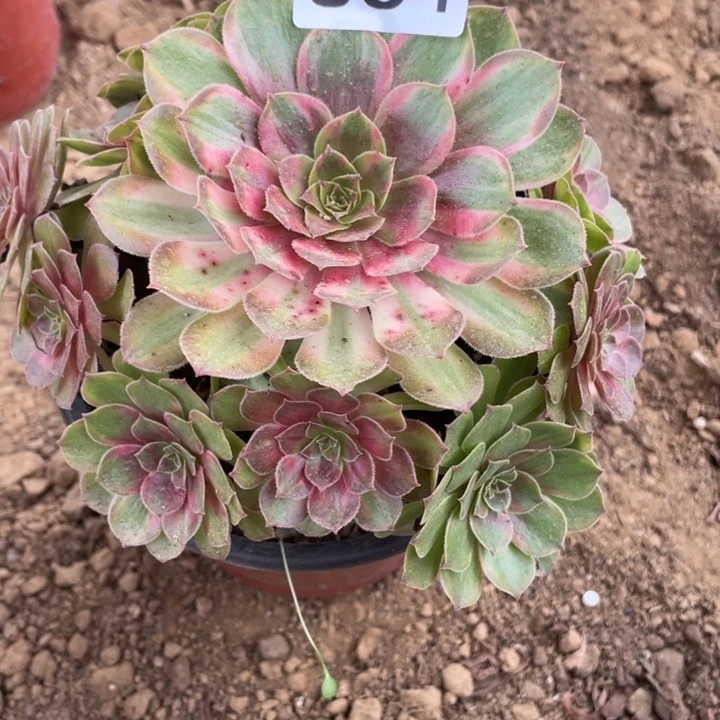 无花朵864对肉植物雨荷变异