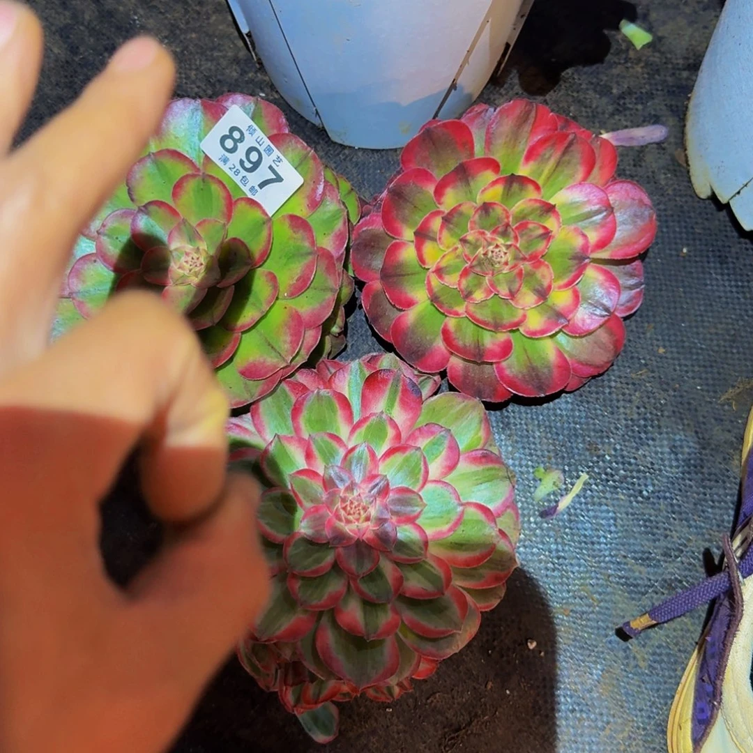 多肉植物三颗无根