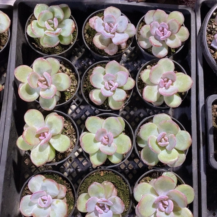 韩版奶茶10颗（8盆口）