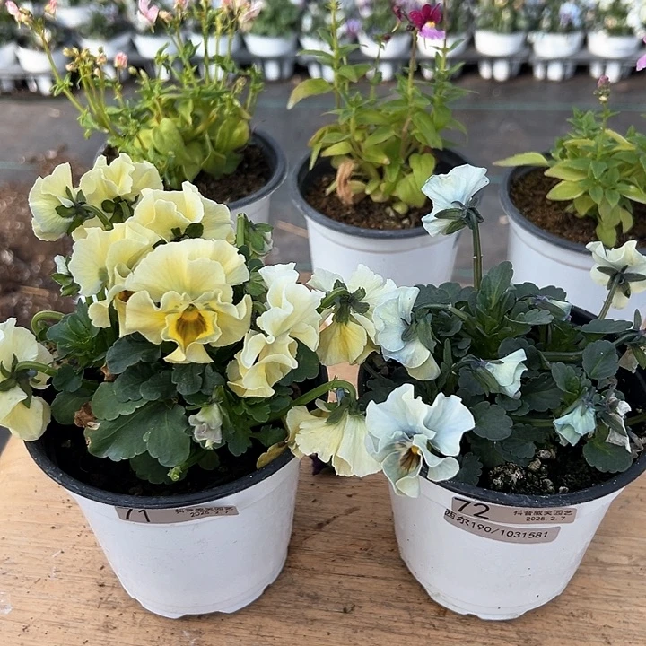 琉璃抖音直播闪拍71-72