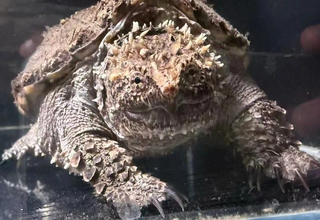 人工养殖凶猛爆刺原种纯佛鳄龟水族观赏宠物龟活体幼龟苗