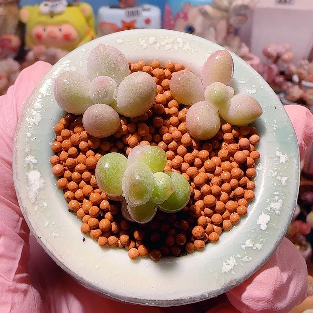 T三色奶酪拼盘带盆土盆口5cm