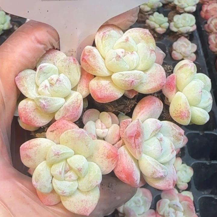 185      冰玉    拍一发5️⃣