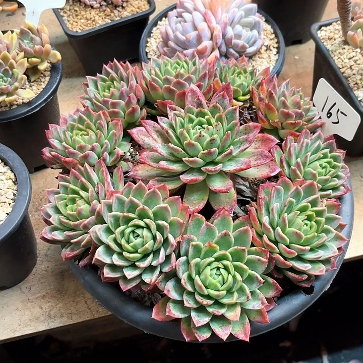 多肉植物，红女巫165号
