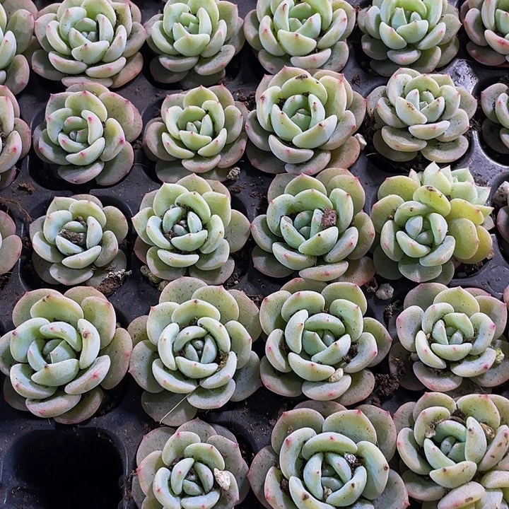 小圆梦1元带土发货