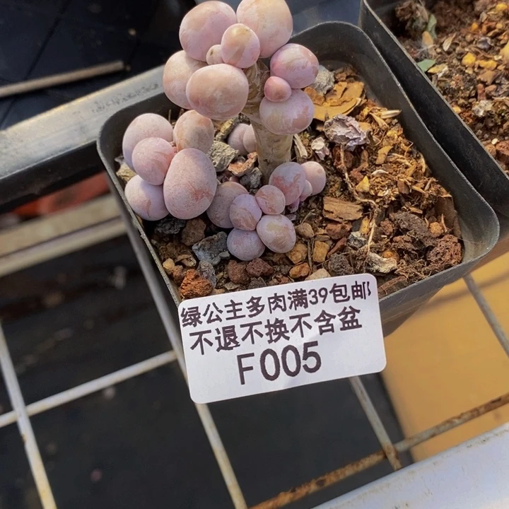 橙奶005多肉植物