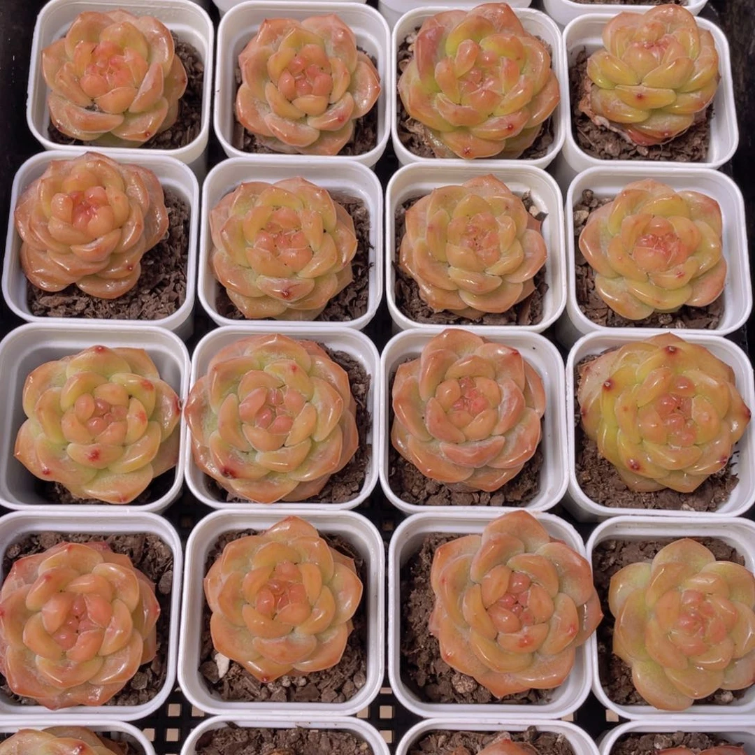 1036号 珍妮琥珀单头一个