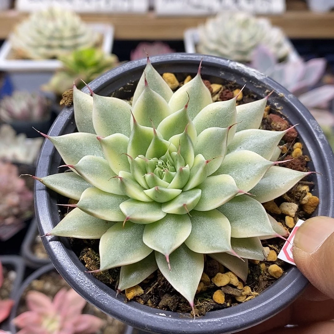 17160 银星覆轮锦