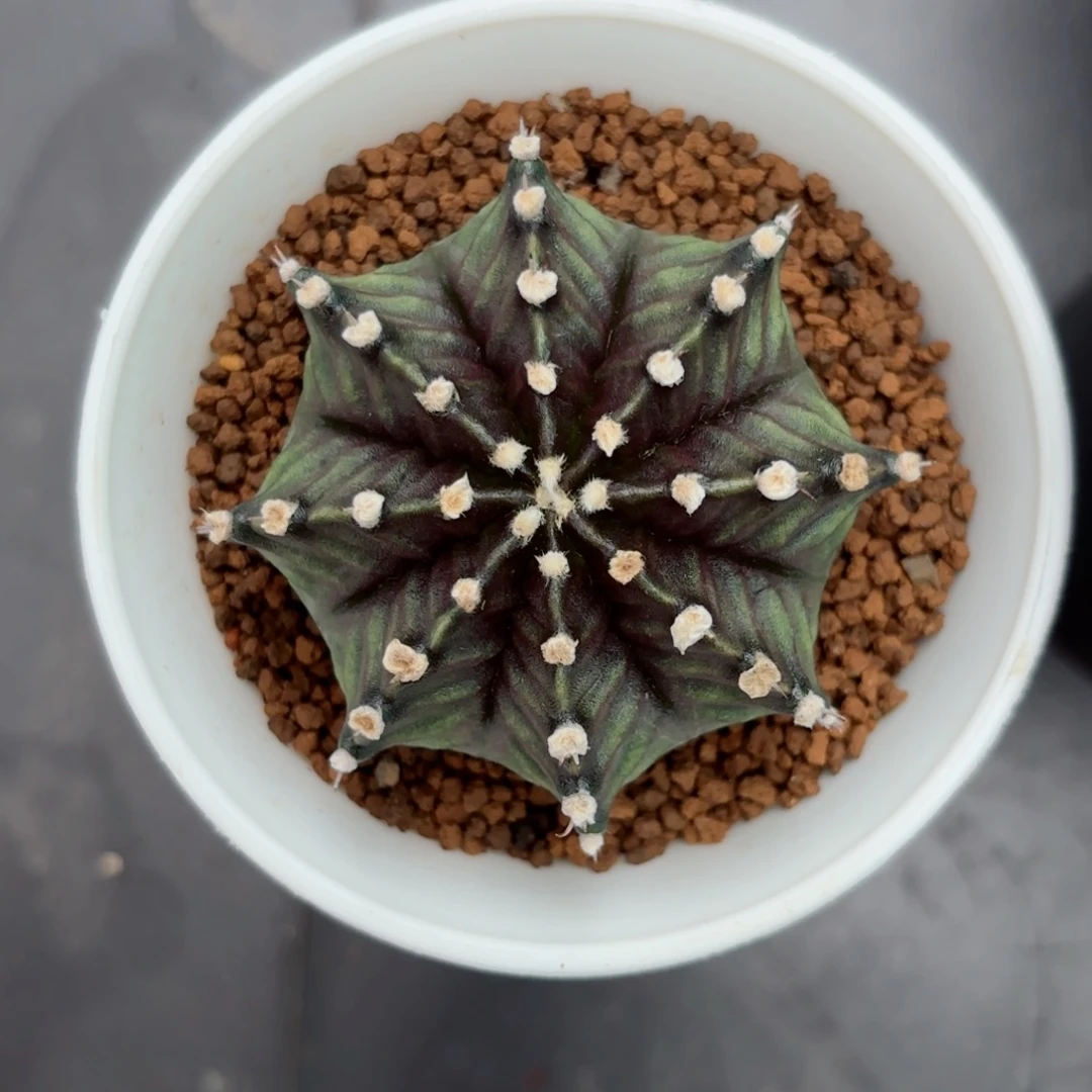 泰系米哈实生仙人球309