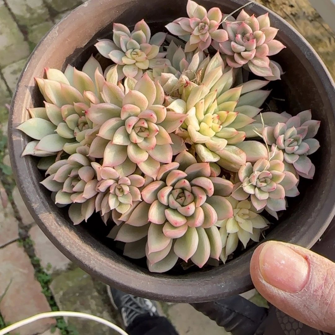 无花朵120女雏锦10