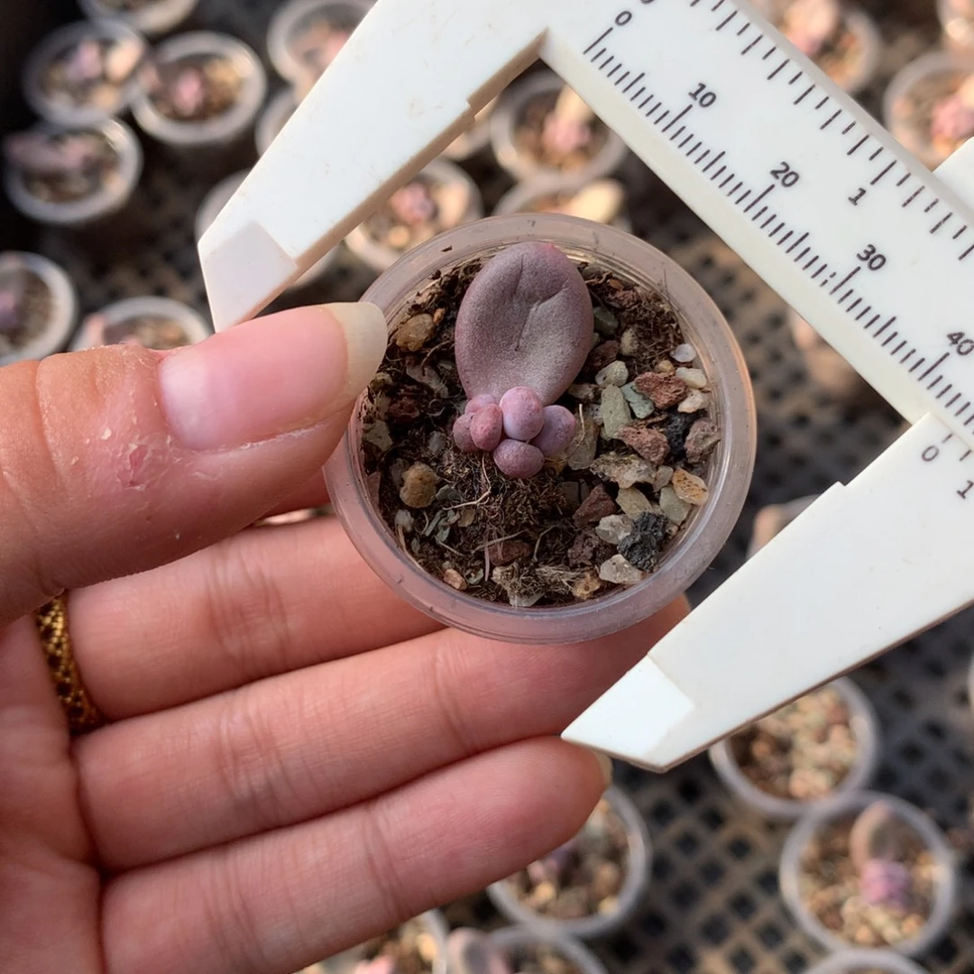 韩国彩虹奶叶插苗