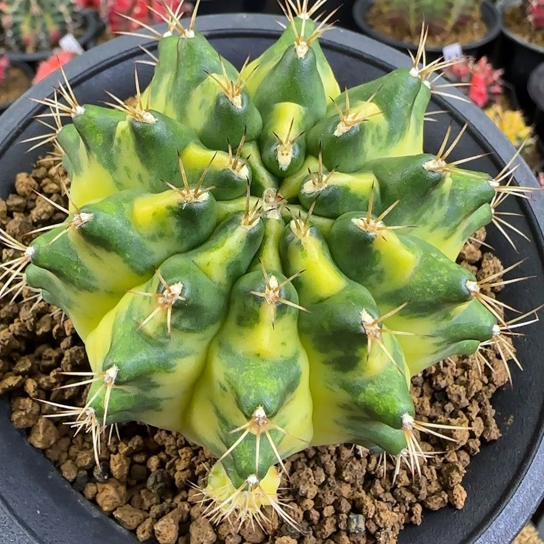 月亮皇冠，喜欢直接拍