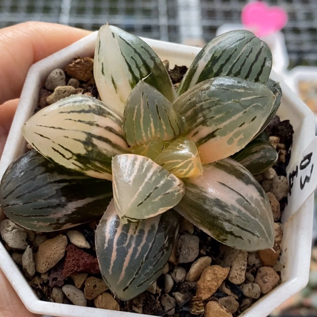 3号玉潭寿锦多肉植物