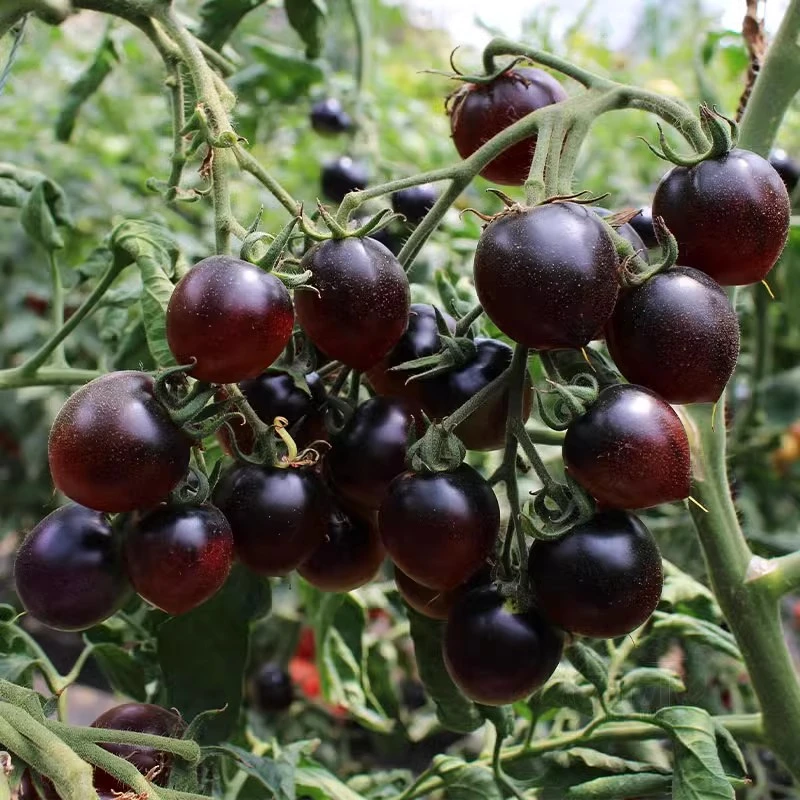 【满五包包邮】黑番茄种子四季阳台盆栽易种植室外水果蔬菜种子