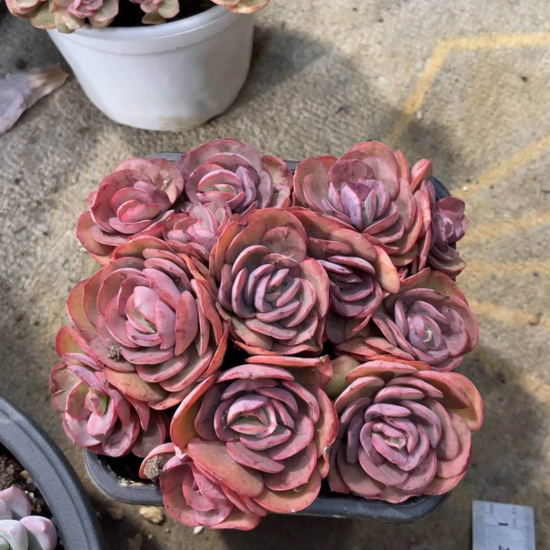 秀妍冠幅13 公分一物一拍