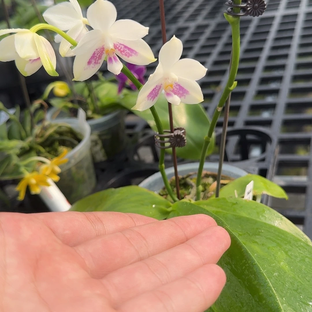 当前无花栽培后可以开花瑕疵三寸ys1150L116