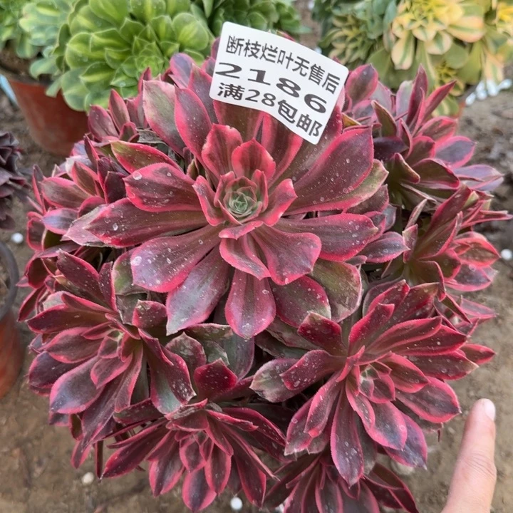 2186二号棚大浣纱A