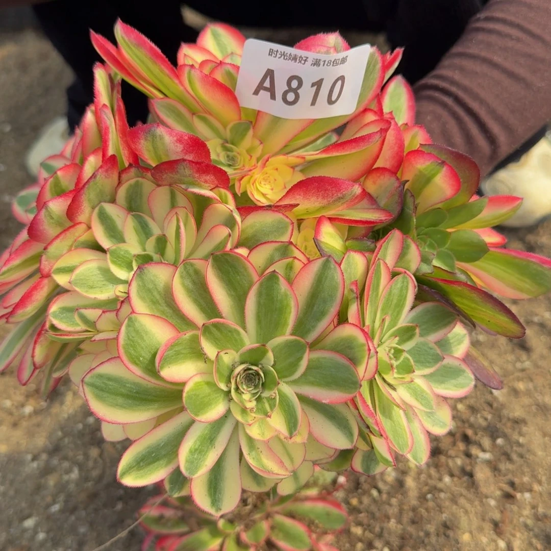 810荔枝。多肉植物