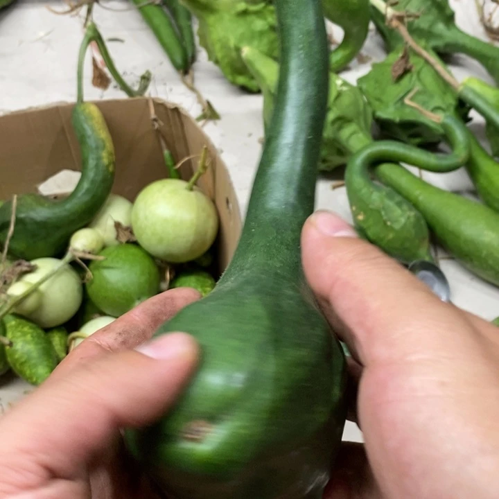 珍***惜鹤首葫芦鹤首小的