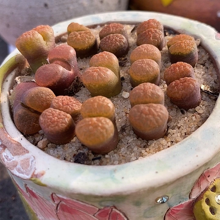 超级蛋糕风铃一颗。