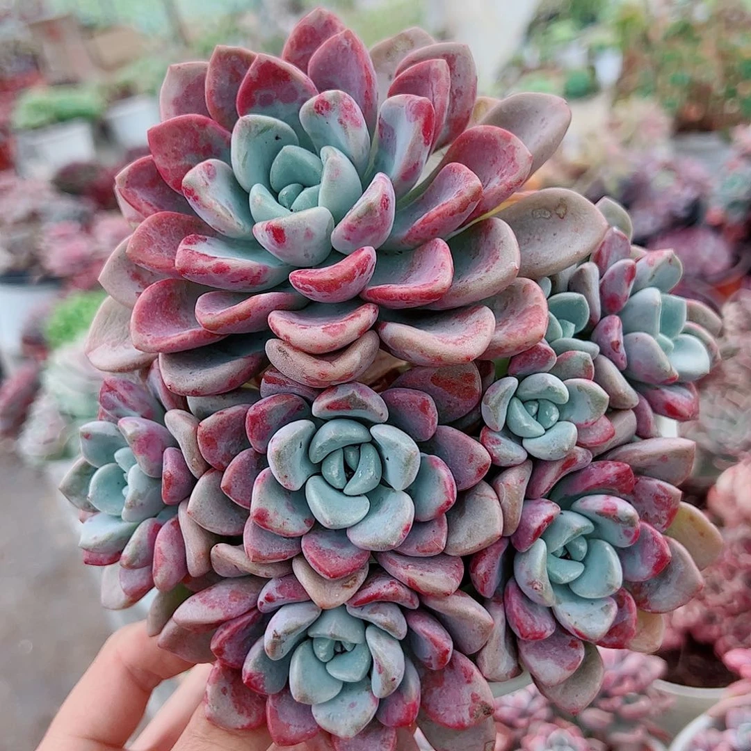 花斑露多头群生老桩