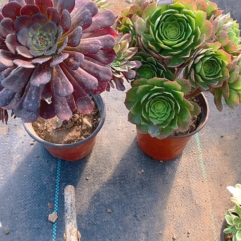 130法师2颗多肉植物