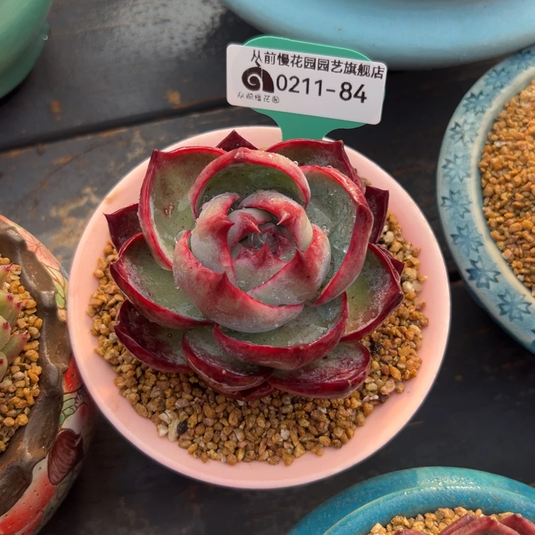 多肉一物一拍0210-84