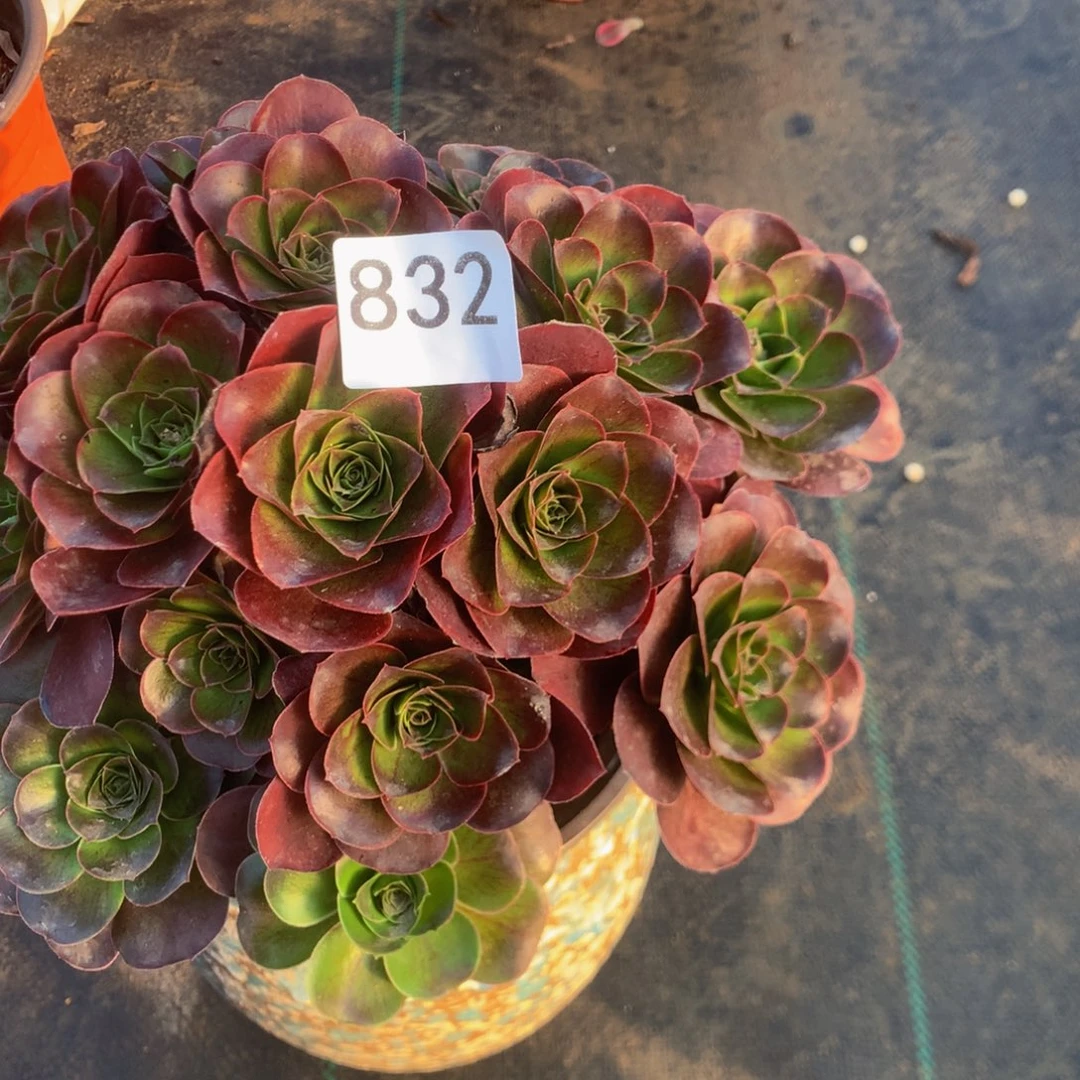 清***茶832玫瑰多多肉植物