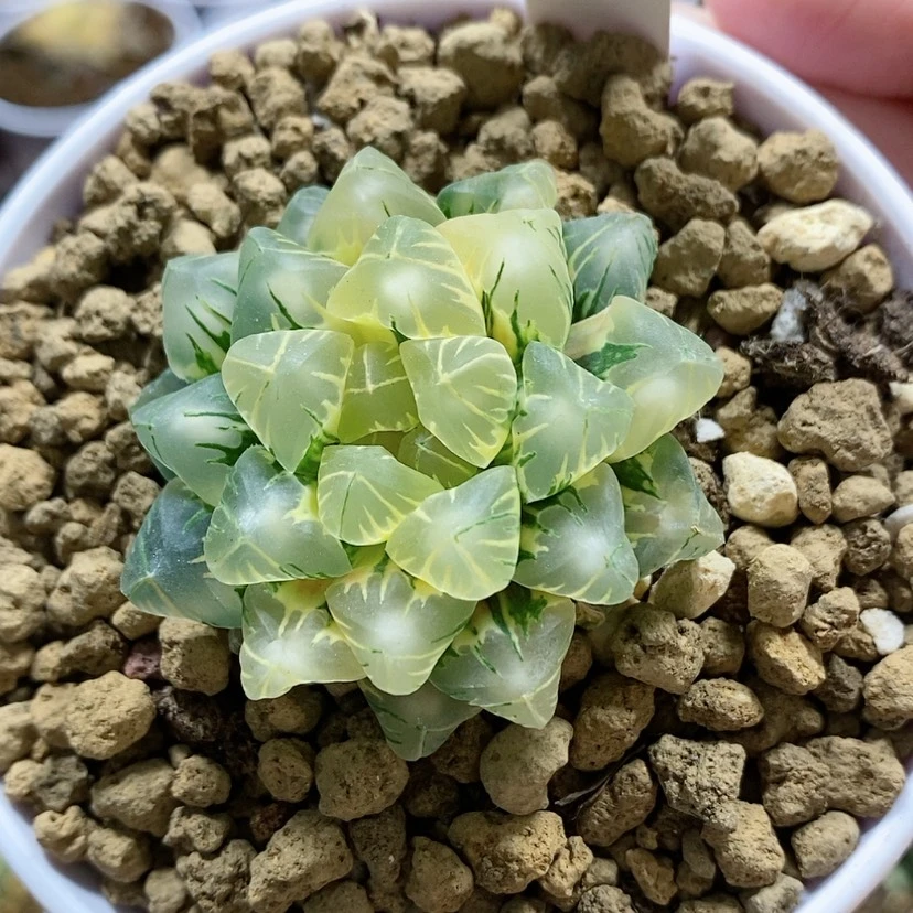 【闪购商品】51老川玉露锦