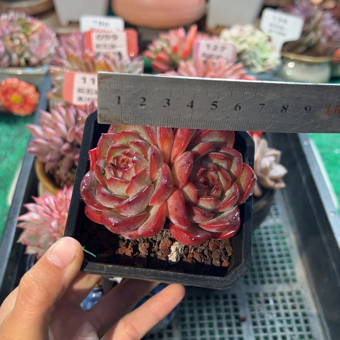 表妹精品多肉植物126: