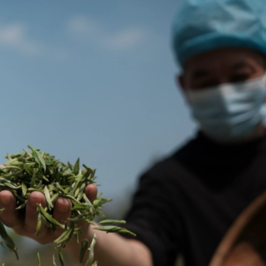 2025年吴健手制荒野白毫银针100克-500克