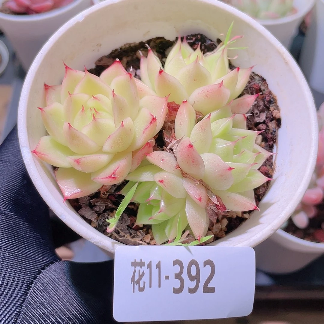 花利美11-392麦秆
