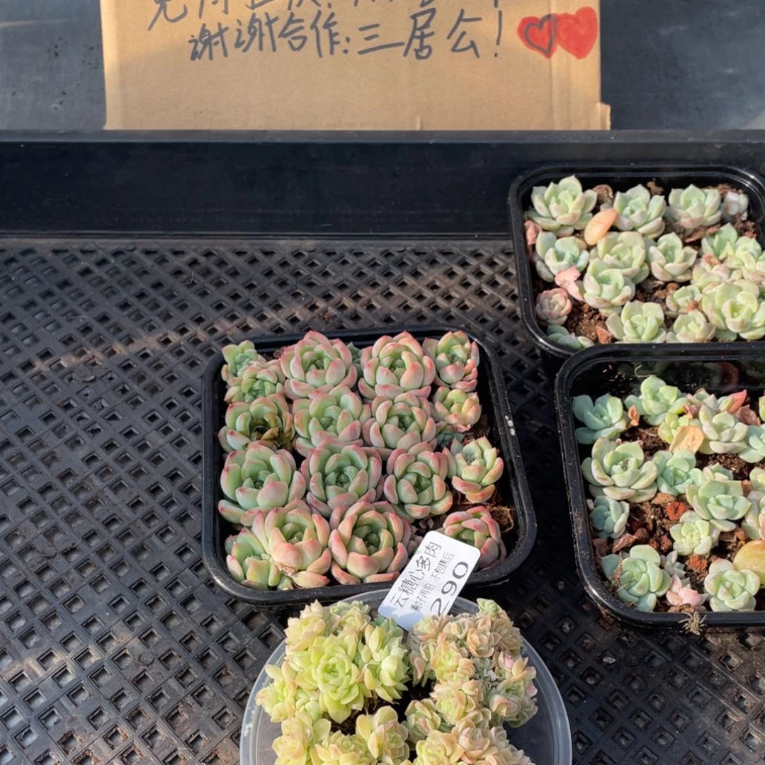 云糖心多肉植物290