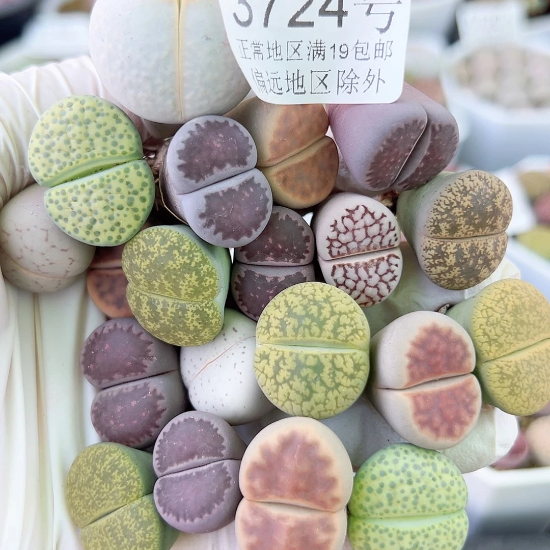 3724 好养易活生石花大母本20个1.5-2.5cm有高尔夫有饼干