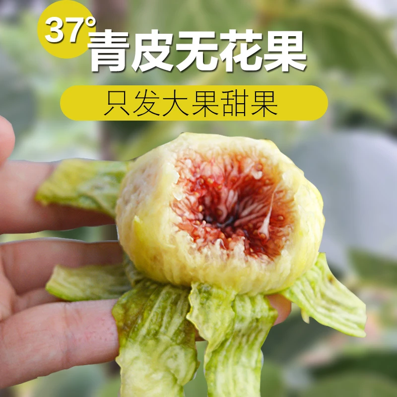 威海无花果现摘现发老树青皮无花果应季新鲜水果坏果包赔顺丰空运