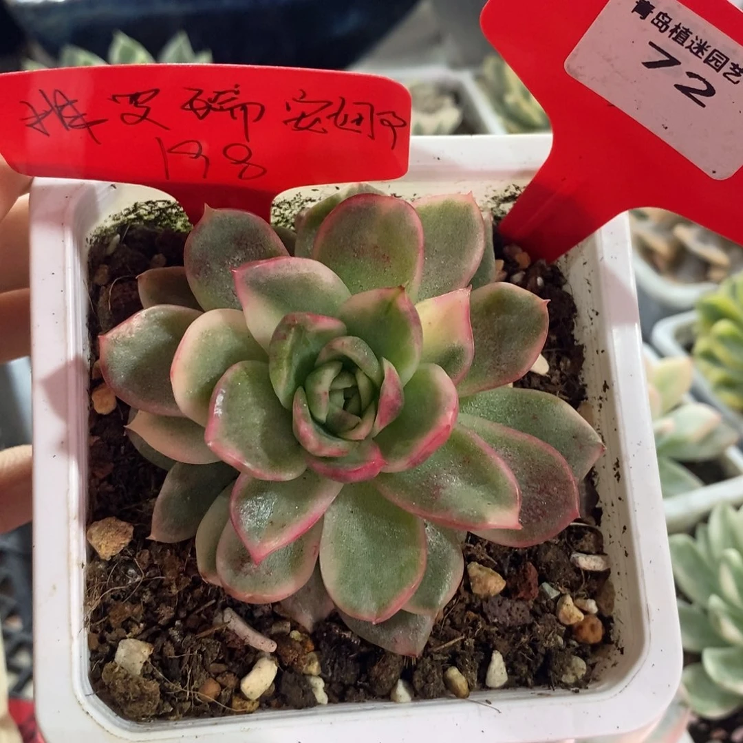 弗罗瑞安娜锦多肉植物