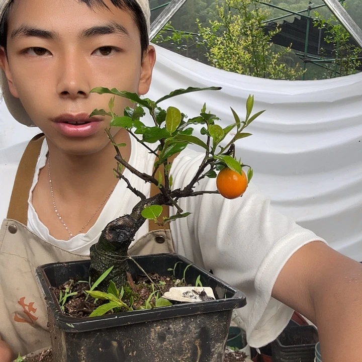 刘***明无花朵离我单位^金蛋子容易成活