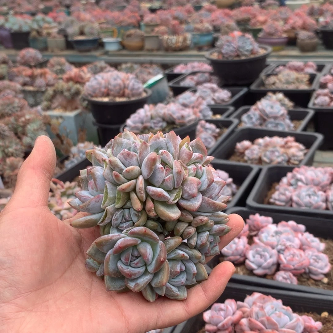 无花朵18头无砍花花花花花花花花