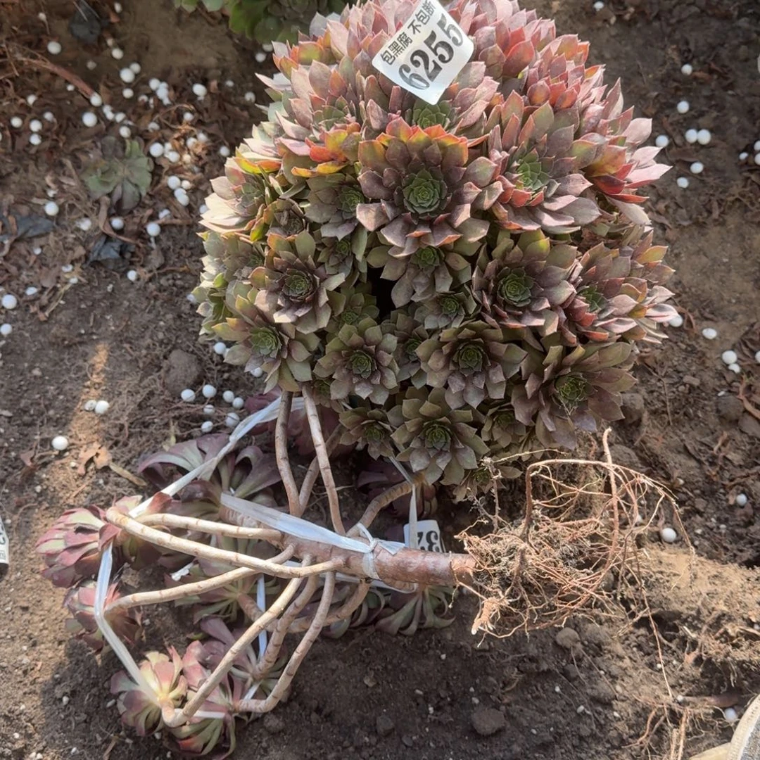 法师桃花石 墨言 不包断6255 18-6