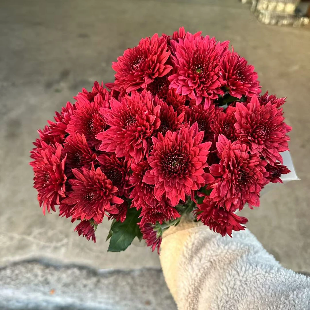 10枝红丹特小雏菊 好养护【两单顺丰冷链或京东空运】云南鲜花