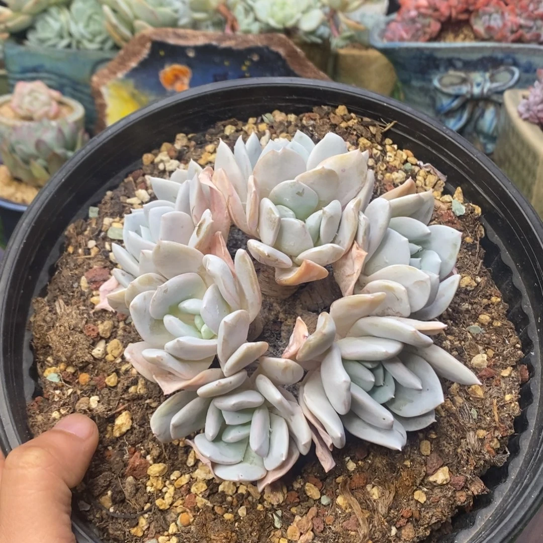 雪特无砍老庄粗腿群