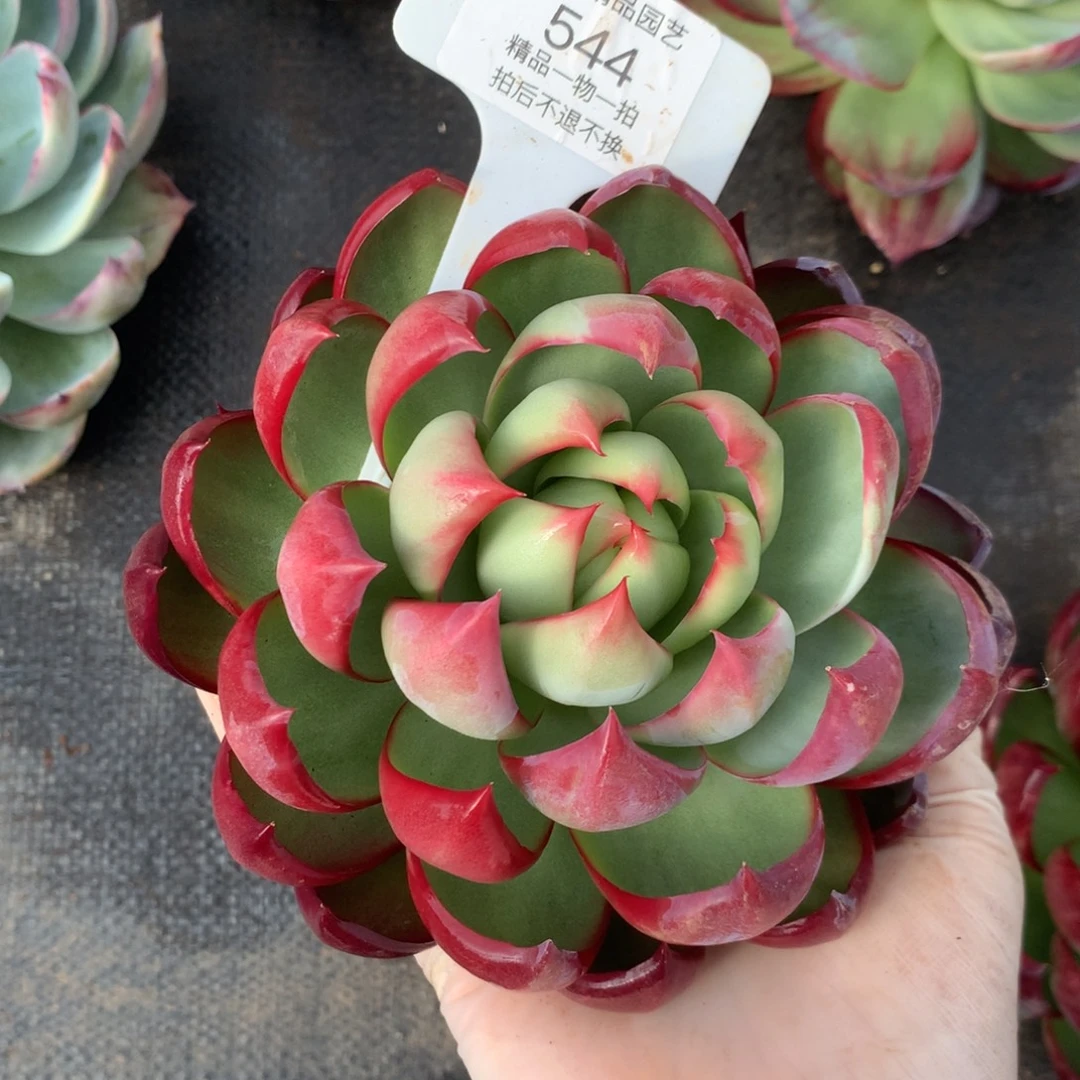 এ***༊544多肉植物厘米13