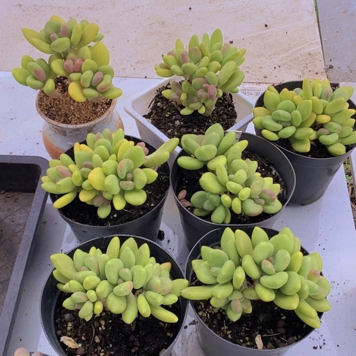 芒果奶7棵多肉植物