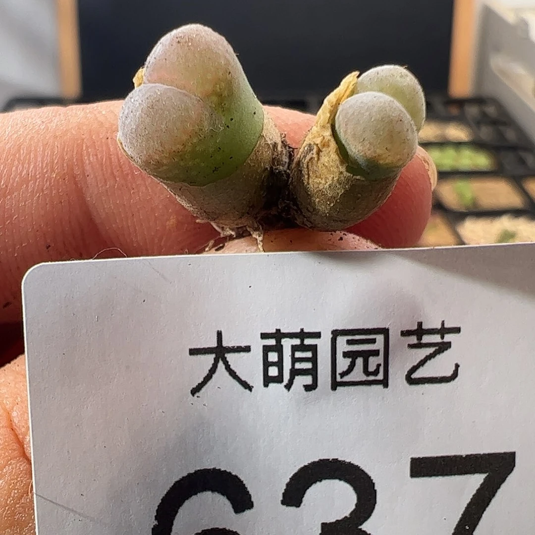 0000637 一物一拍PV1089鲑鱼粉