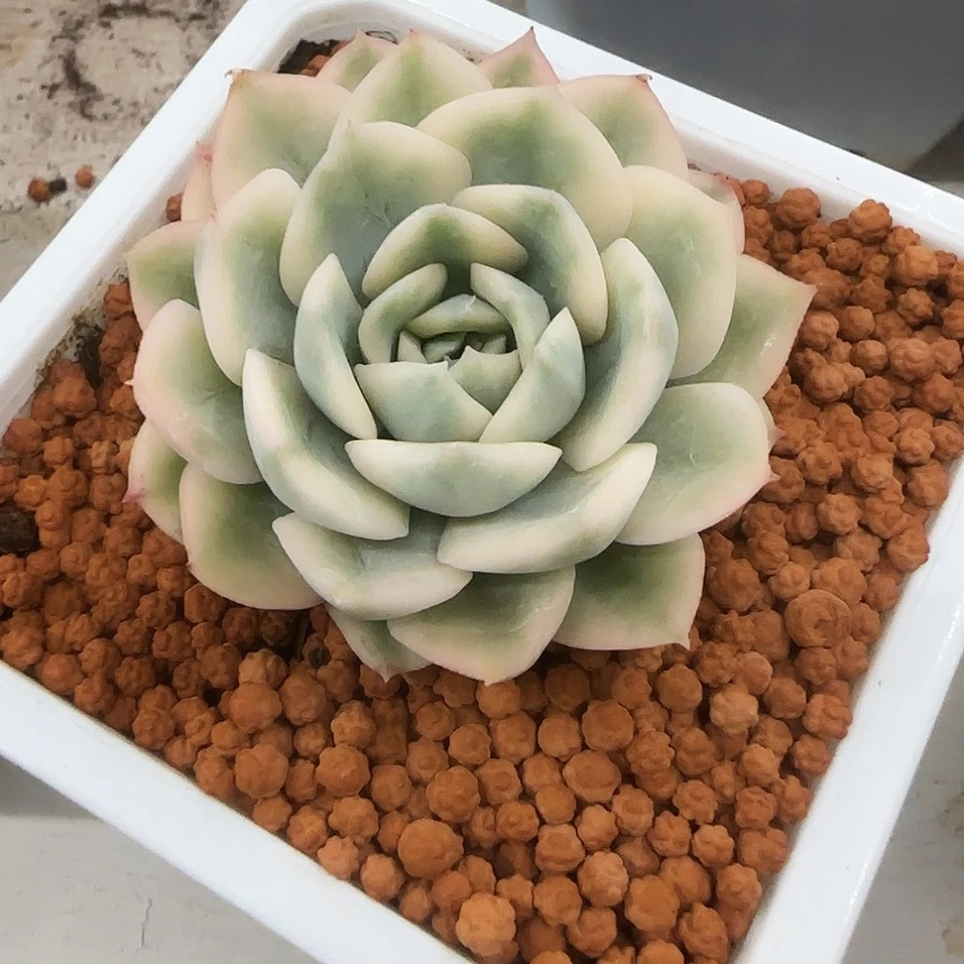 月亮仙子锦多肉植物