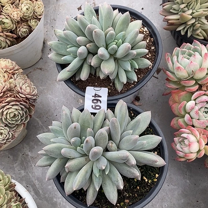 撒***469哥特多肉植物2颗