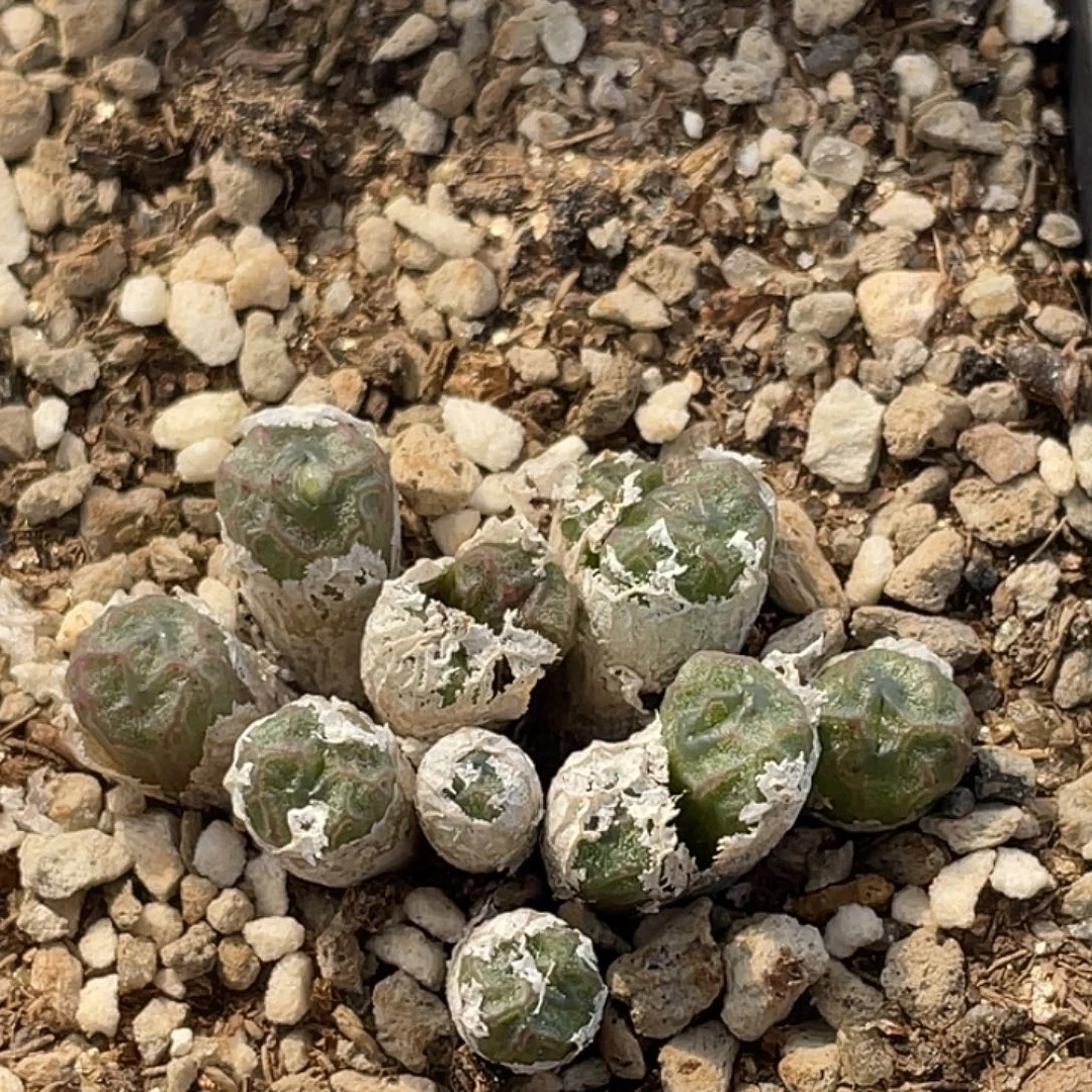 14-50饺子皮多肉植物