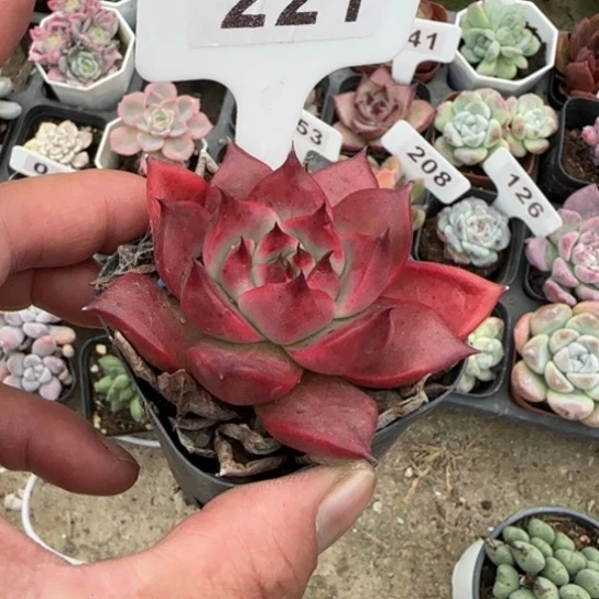 221阿姆斯壮多肉植物多