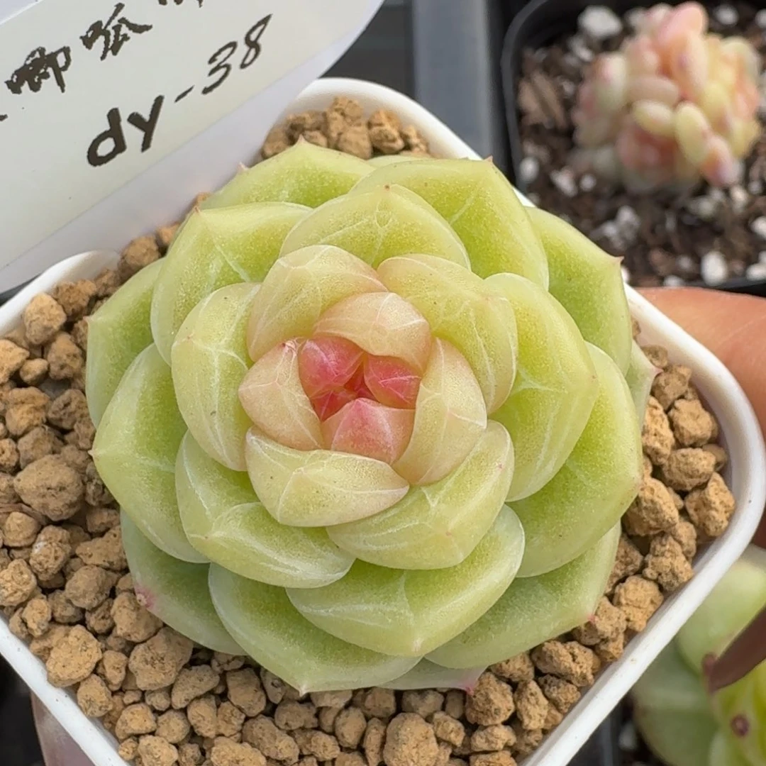 0031-038-玉露珍妮