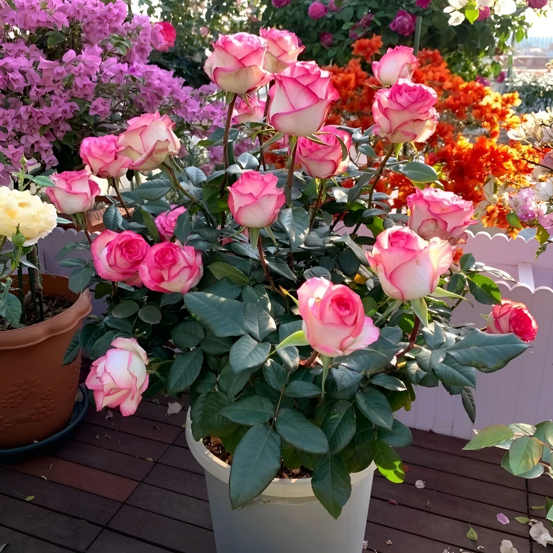 买三送一玫瑰花苗盆栽地栽四季开花南北方种植庭院花园大花浓香型